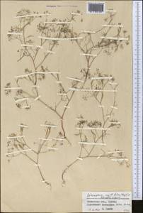 Psammogeton capillifolium (Regel & Schmalh.) Mousavi, Mozaff. & Zarre, Средняя Азия и Казахстан, Памир и Памиро-Алай (M2) (Узбекистан)