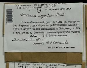Dicranum laevidens R.S. Williams, Гербарий мохообразных, Мхи - Якутия (B19) (Россия)