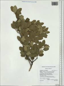 Quercus suber L., Западная Европа (EUR) (Испания)