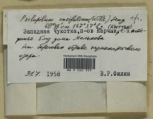 Psilopilum cavifolium (Wilson) I. Hagen, Гербарий мохообразных, Мхи - Чукотка и Камчатка (B21) (Россия)