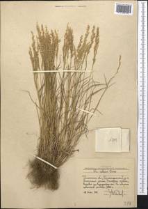 Мятлик разноцветный Besser, Средняя Азия и Казахстан, Западный Тянь-Шань и Каратау (M3) (Узбекистан)