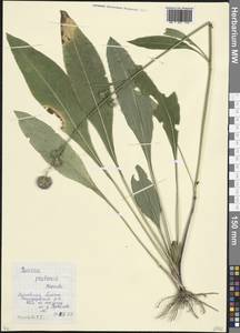 Сивец луговой Moench, Восточная Европа, Московская область и Москва (E4a) (Россия)