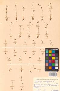 Камнеломка трехпалая, Камнеломка трехпальчатая L., Восточная Европа, Южно-Украинский район (E12) (Украина)