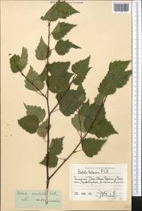 Береза повислая, Береза бородавчатая Roth, Средняя Азия и Казахстан, Западный Тянь-Шань и Каратау (M3) (Киргизия)