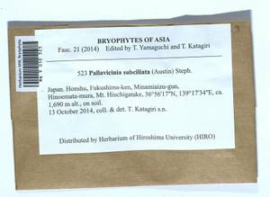 Pallavicinia subciliata (Austin) Steph., Гербарий мохообразных, Мхи - Азия (вне границ бывшего СССР) (BAs) (Япония)