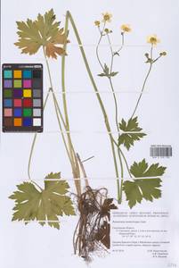 Ranunculus acris subsp. acris, Восточная Европа, Западный район (E3) (Россия)