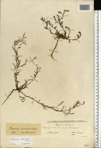 Спорыш незамечаемый, Спорыш незамеченный Besser, Восточная Европа, Нижневолжский район (E9) (Россия)