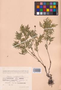 Горицвет волжский, Адонис волжский DC., Восточная Европа, Восточный район (E10) (Россия)