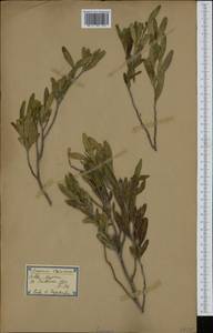 Cneorum tricoccon L., Западная Европа (EUR) (Испания)