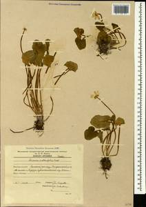 Чистяк калужницелистный Rchb., Кавказ, Армения (K5) (Армения)