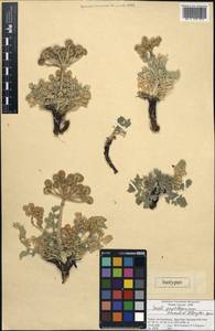 Seseli paphlagonicum Pimenov & Kljuykov, Зарубежная Азия (ASIA) (Турция)