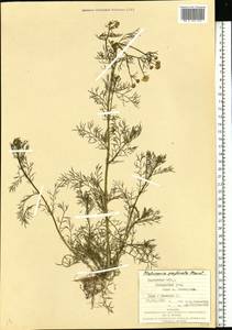 Трехреберник непахучий, Ромашка непахучая (L.) Sch.-Bip, Восточная Европа, Западно-Украинский район (E13) (Украина)