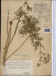 Cenolophium fischeri (Spreng.) W.D.J.Koch, Средняя Азия и Казахстан, Муюнкумы, Прибалхашье и Бетпак-Дала (M9) (Казахстан)