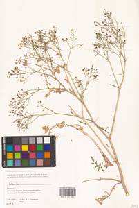 Катран, Восточная Европа, Южно-Украинский район (E12) (Украина)