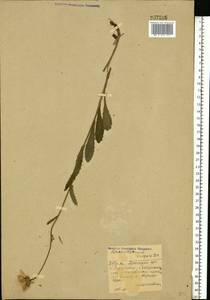 Нивяник обыкновенный, Поповник Lam., Восточная Европа, Западный район (E3) (Россия)