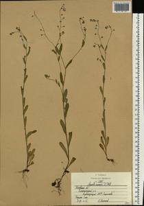 Незабудка полевая (L.) Hill, Восточная Европа, Московская область и Москва (E4a) (Россия)