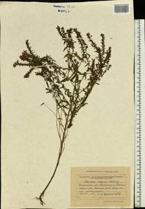 Зубчатка обыкновенная Moench, Восточная Европа, Западно-Украинский район (E13) (Украина)