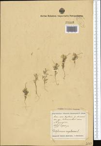 Delphinium rugulosum Boiss., Средняя Азия и Казахстан, Сырдарьинские пустыни и Кызылкумы (M7) (Таджикистан)