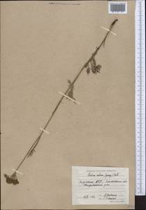 Кадения сомнительная (Schkuhr) Lavrova & V.N.Tikhom., Средняя Азия и Казахстан, Северный и Центральный Казахстан (M10) (Казахстан)