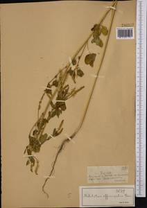 Донник лекарственный (L.) Lam., Средняя Азия и Казахстан, Джунгарский Алатау и Тарбагатай (M5) (Казахстан)