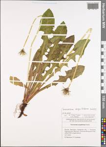 Taraxacum aequilobum Dahlst., Восточная Европа, Средневолжский район (E8) (Россия)