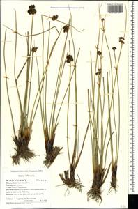 Ситник искривленный L., Крым (KRYM) (Россия)