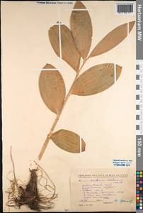 Чемерица Лобеля Bernh., Сибирь, Дальний Восток (S6) (Россия)