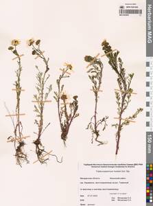 Трехреберник Гукера, Трехребросемянник Хукера Sch.Bip., Сибирь, Чукотка и Камчатка (S7) (Россия)