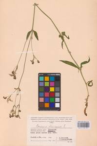 Горицвет кукушкин, кукушкин цвет (L.) Greuter & Burdet, Восточная Европа, Западный район (E3) (Россия)