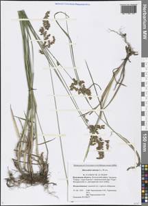 Anthoxanthum nitens (Weber) Y.Schouten & Veldkamp, Восточная Европа, Центральный район (E4) (Россия)