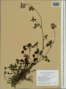 Клевер луговой L., Крым (KRYM) (Россия)