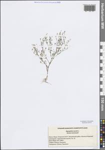 Песколюбочка постенная (L.) Ikonn., Восточная Европа, Средневолжский район (E8) (Россия)