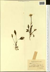 Пепельник почтихолодный (Kom.) Holub, Сибирь, Чукотка и Камчатка (S7) (Россия)