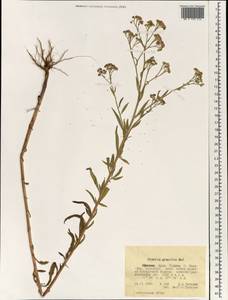 Ethulia gracilis Delile, Африка (AFR) (Эфиопия)