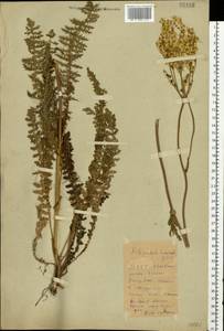 Таволга обыкновенная Moench, Восточная Европа, Белоруссия (E3a) (Белоруссия)