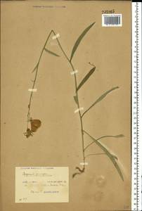 Колокольчик персиколистный L., Восточная Европа, Белоруссия (E3a) (Белоруссия)