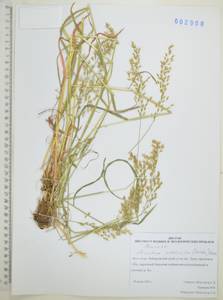 Koeleria subalpestris (Hartm.) Barberá, Quintanar, Soreng & P.M.Peterson, Сибирь, Дальний Восток (S6) (Россия)