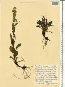 Solidago virgaurea subsp. lapponica (With.) Tzvelev, Восточная Европа, Северный район (E1) (Россия)