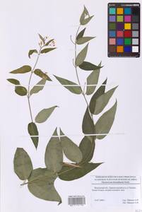 Ластовень ласточкин Medik., Восточная Европа, Московская область и Москва (E4a) (Россия)