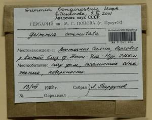 Grimmia longirostris Hook., Гербарий мохообразных, Мхи - Красноярский край, Тыва и Хакасия (B17) (Россия)