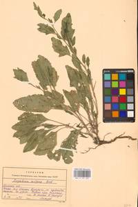 Гулявник волжский M.Bieb. ex E.Fourn., Восточная Европа (без точных пунктов) (E0)