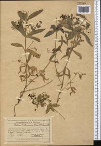 Марена татарская (Trevir.) F.Schmidt, Средняя Азия и Казахстан, Муюнкумы, Прибалхашье и Бетпак-Дала (M9) (Казахстан)