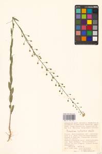 Рыжик мелкоплодный Andrz. ex DC., Восточная Европа, Нижневолжский район (E9) (Россия)