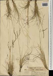 Овсяница овечья L., Монголия (MONG) (Монголия)
