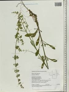 Смолевка днепровская (Gruner) Walters, Восточная Европа, Центральный район (E4) (Россия)