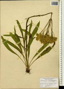 Helichrysum nudifolium (L.) Less., Африка (AFR) (ЮАР)