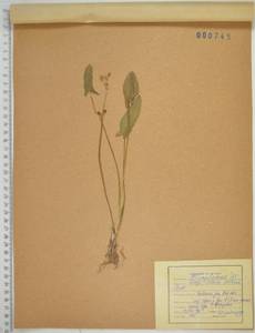 Стрелолист плавающий Pall., Сибирь, Дальний Восток (S6) (Россия)