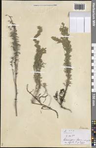 Полынь, Восточная Европа, Средневолжский район (E8) (Россия)