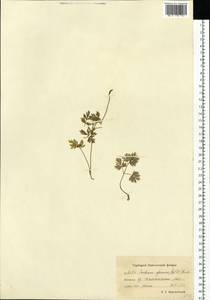 Тилингия аянская Regel & Tiling, Сибирь, Чукотка и Камчатка (S7) (Россия)