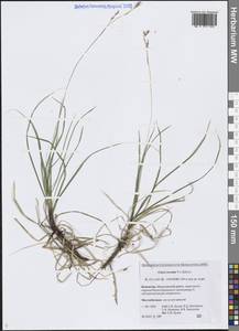 Осока возвратившаяся (V.I.Krecz.) T.V.Egorova, Сибирь, Чукотка и Камчатка (S7) (Россия)